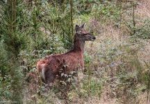 Rotwildkalb Somplar 69